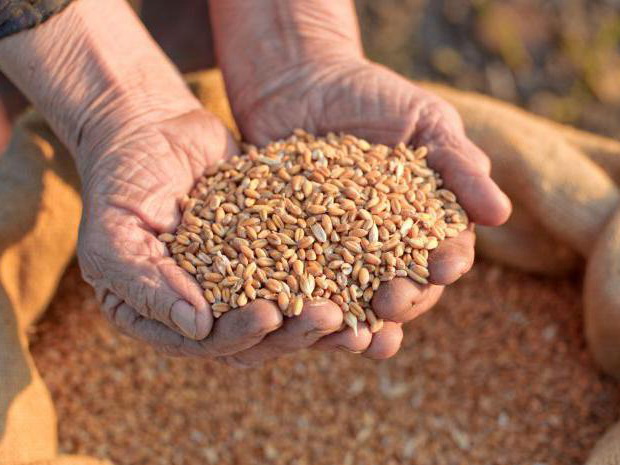 В Азербайджане активно ведутся необходимые работы, чтобы получить богатый урожай продовольственной пшеницы