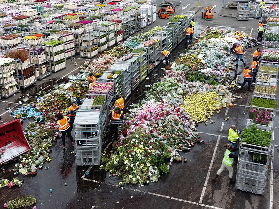 Из-за коронавируса в Нидерландах уничтожают тысячи цветов - ФОТО