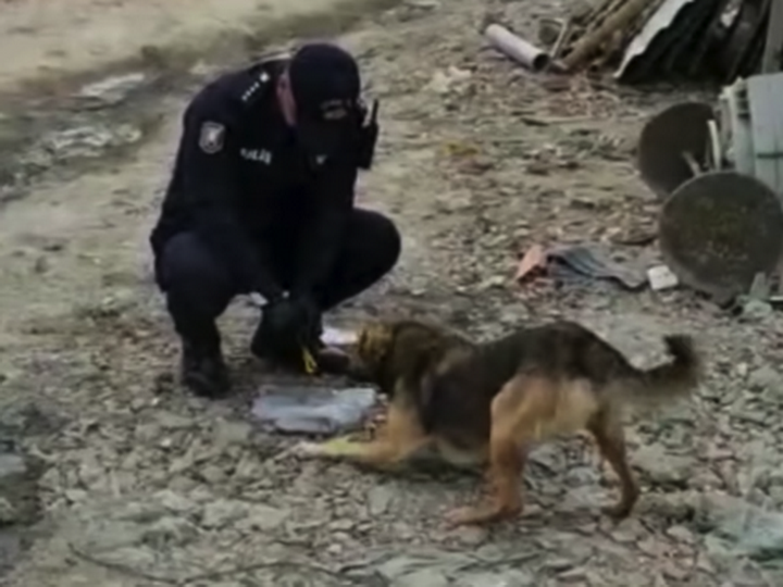 Жест доброты от азербайджанских полицейских: «Мы не забыли о бездомных животных!» - ВИДЕО