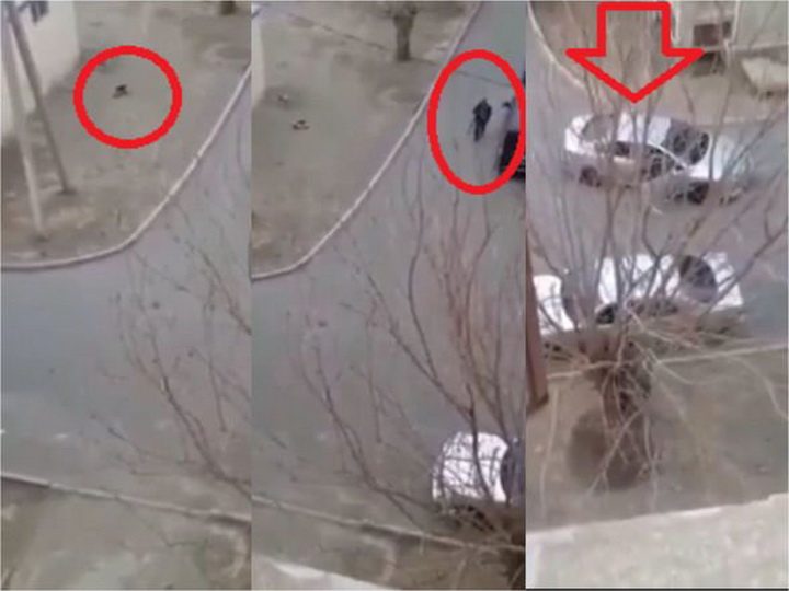 В Азербайджане мужчина расстрелял собаку прямо на улице - ВИДЕО