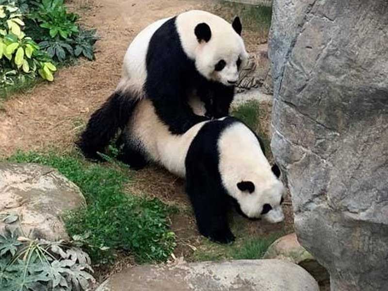 В зоопарке Гонконга благодаря коронавирусу спарились панды - ФОТО