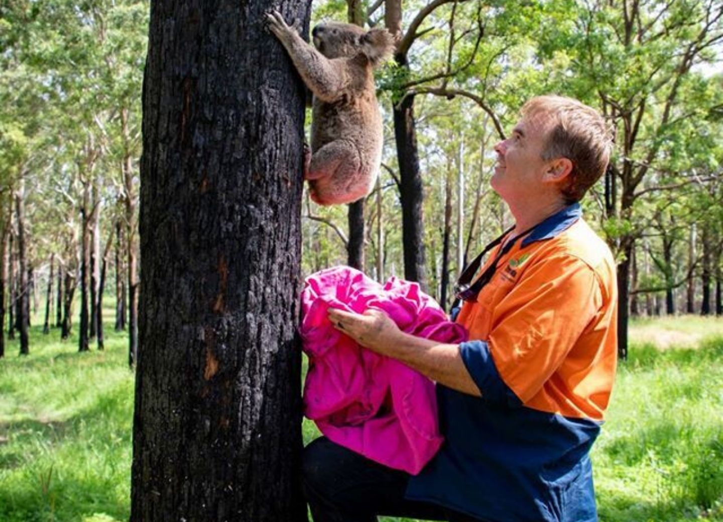 После пожаров в Австралии спасенных коал вернули в дикую природу – ФОТО - ВИДЕО  