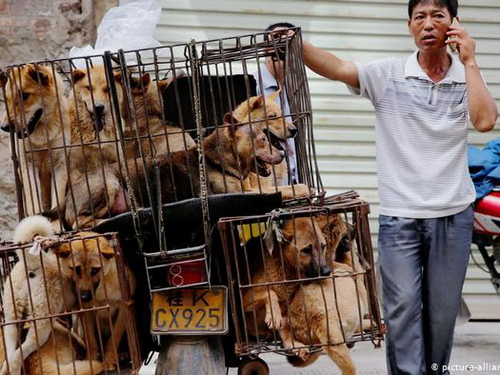 Другая сторона Covid-19: Китай прекращает употребление собачьего мяса в пищу – ФОТО