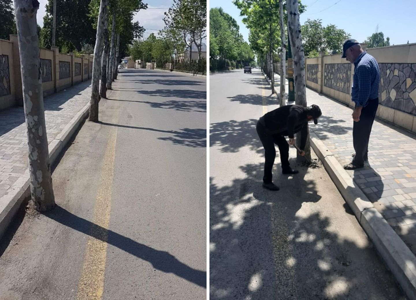 В Азербайджане заасфальтировали деревья на дороге – ФОТО