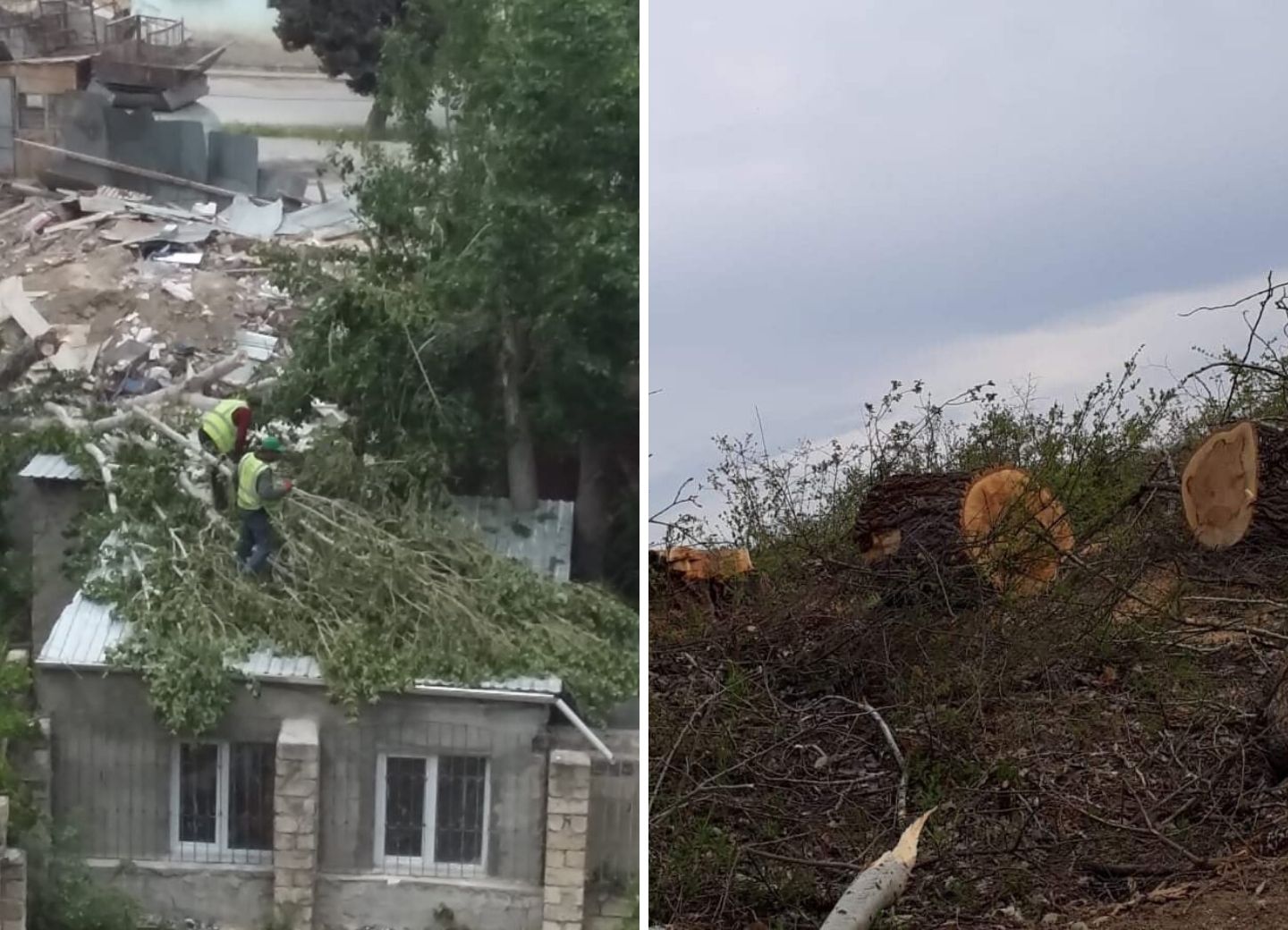 Безжалостная вырубка деревьев в Баку и Гусаре: Комментирует министерство – ФОТО – ВИДЕО