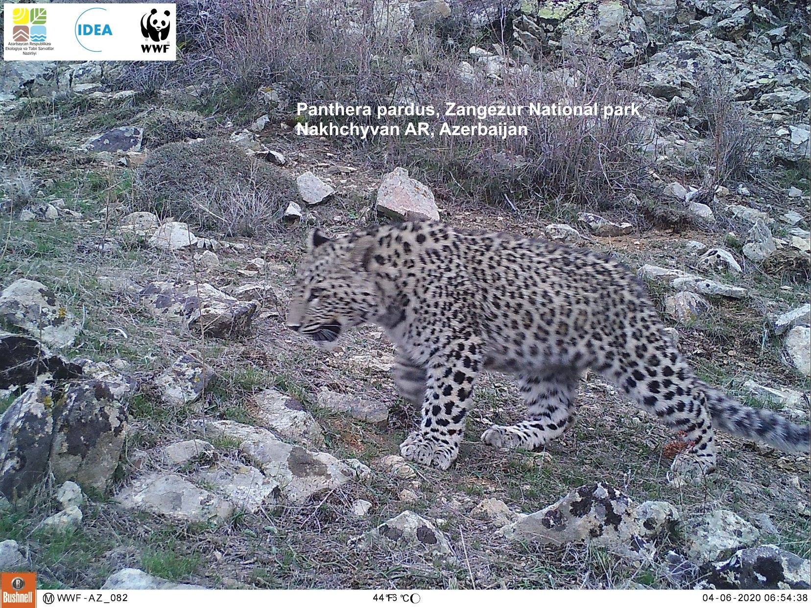 Детенышам леопарда в Зангезурском национальном парке исполнилось 7 месяцев – ФОТО