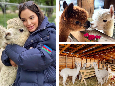 Очаровательные обитатели Шамахи. Лейла Алиева посетила ферму по разведению альпака – ФОТО – ВИДЕО  