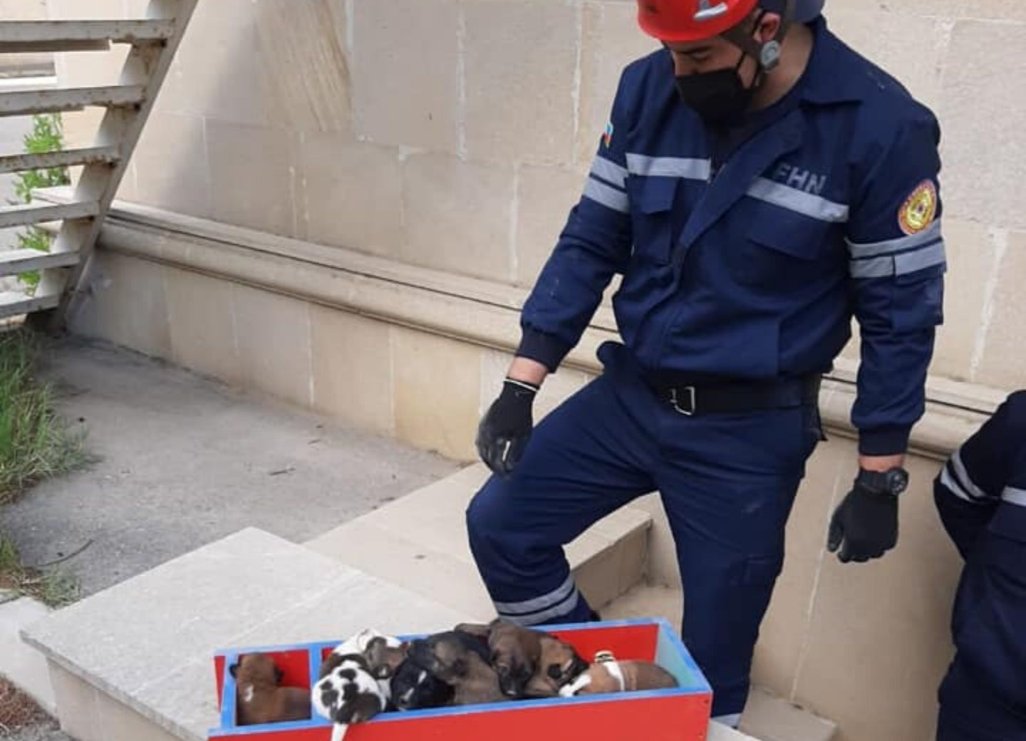 В Баку команда МЧС спасла замурованных в школьном подвале щенят – ФОТО