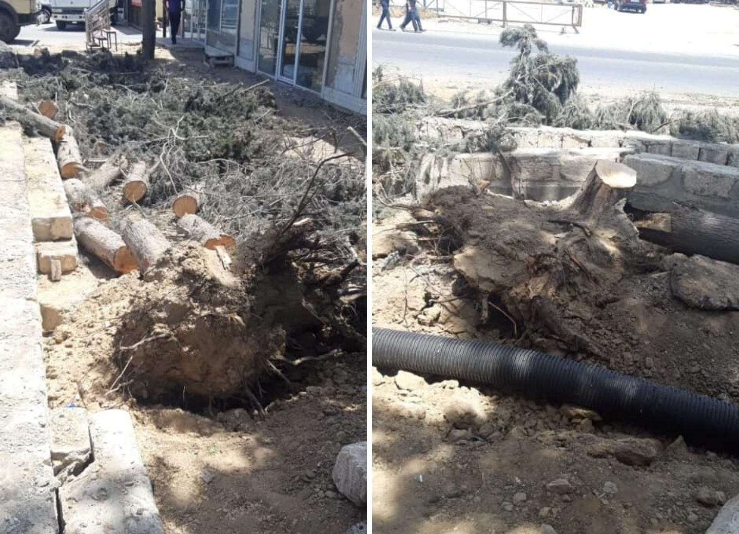 В Баку безжалостно уничтожили многолетние деревья - ФОТОФАКТ 