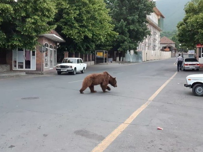 В центре азербайджанского города гуляет медведь - ФОТОФАКТ - ВИДЕО