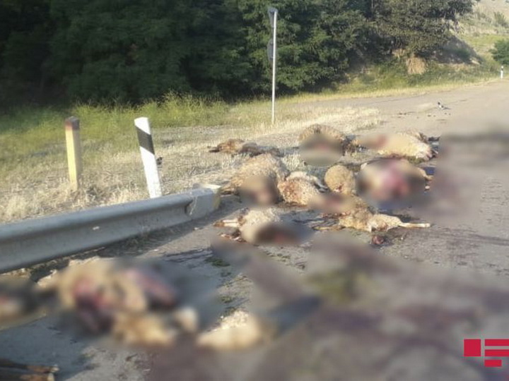 В Азербайджане «КамАЗ» въехал в стадо овец, убив 25 животных – ФОТО