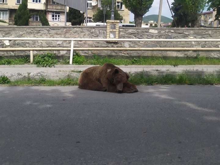 Медведь в Шеки уснул на дороге: Какое будущее ждет животное? – ФОТО – ВИДЕО – ПОДРОБНОСТИ