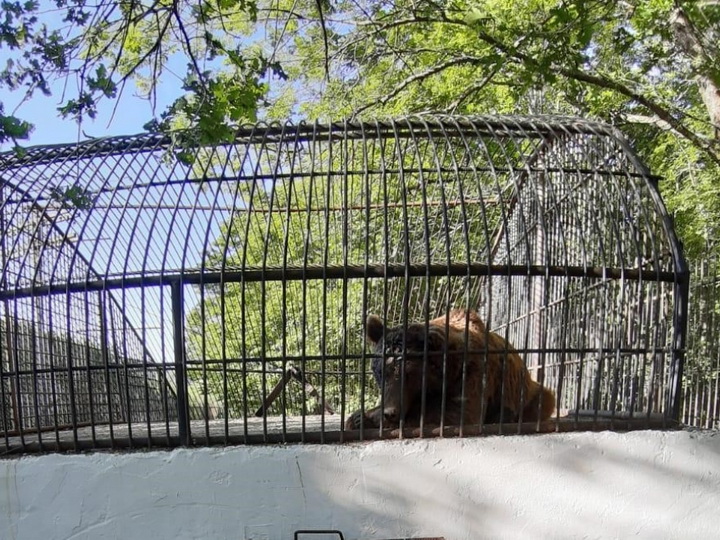 Обнаруженный в Шеки бурый медведь находится под наблюдением в вольере в Национальном парке