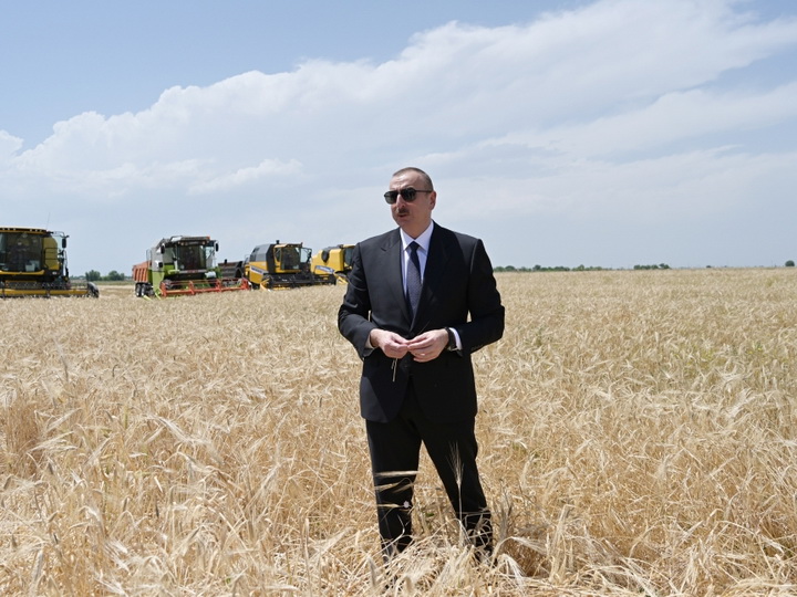Президент Ильхам Алиев присутствовал на церемонии начала уборки пшеницы в Агджабеди - ФОТО