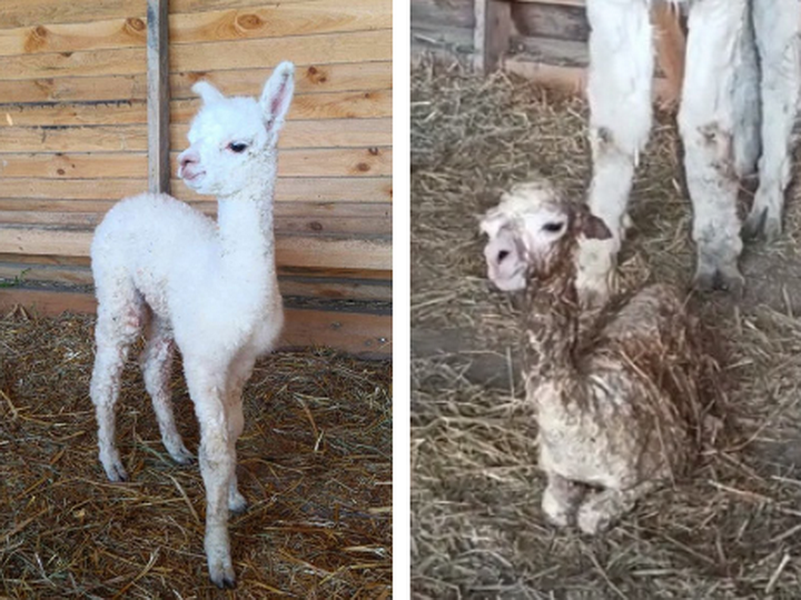 На ферме альпака в Шамахе родился «маленький Кишмиш» – ФОТО – ВИДЕО
