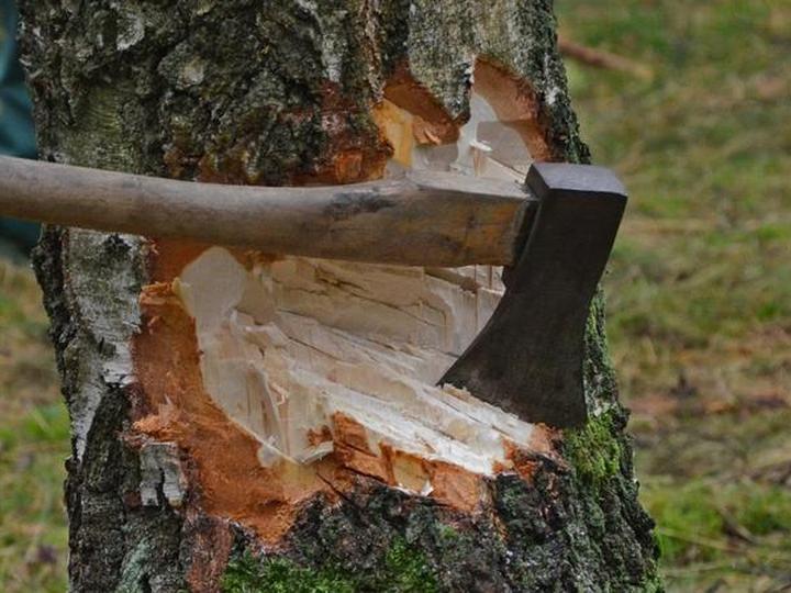 Şahdağ Milli Parkının ərazisində 16 ağac kəsilib