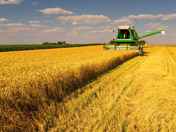 В Шеки ведут уборку продовольственной пшеницы