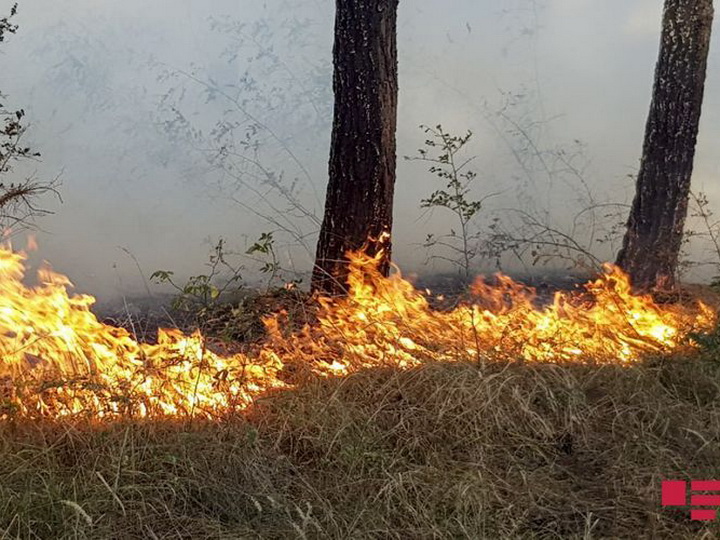 В Азербайджане начался пожар в Национальном парке Гызылагадж