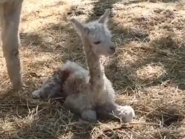 «Малыш чувствует себя отлично!» На ферме альпака в Шамахе пополнение – ФОТО – ВИДЕО