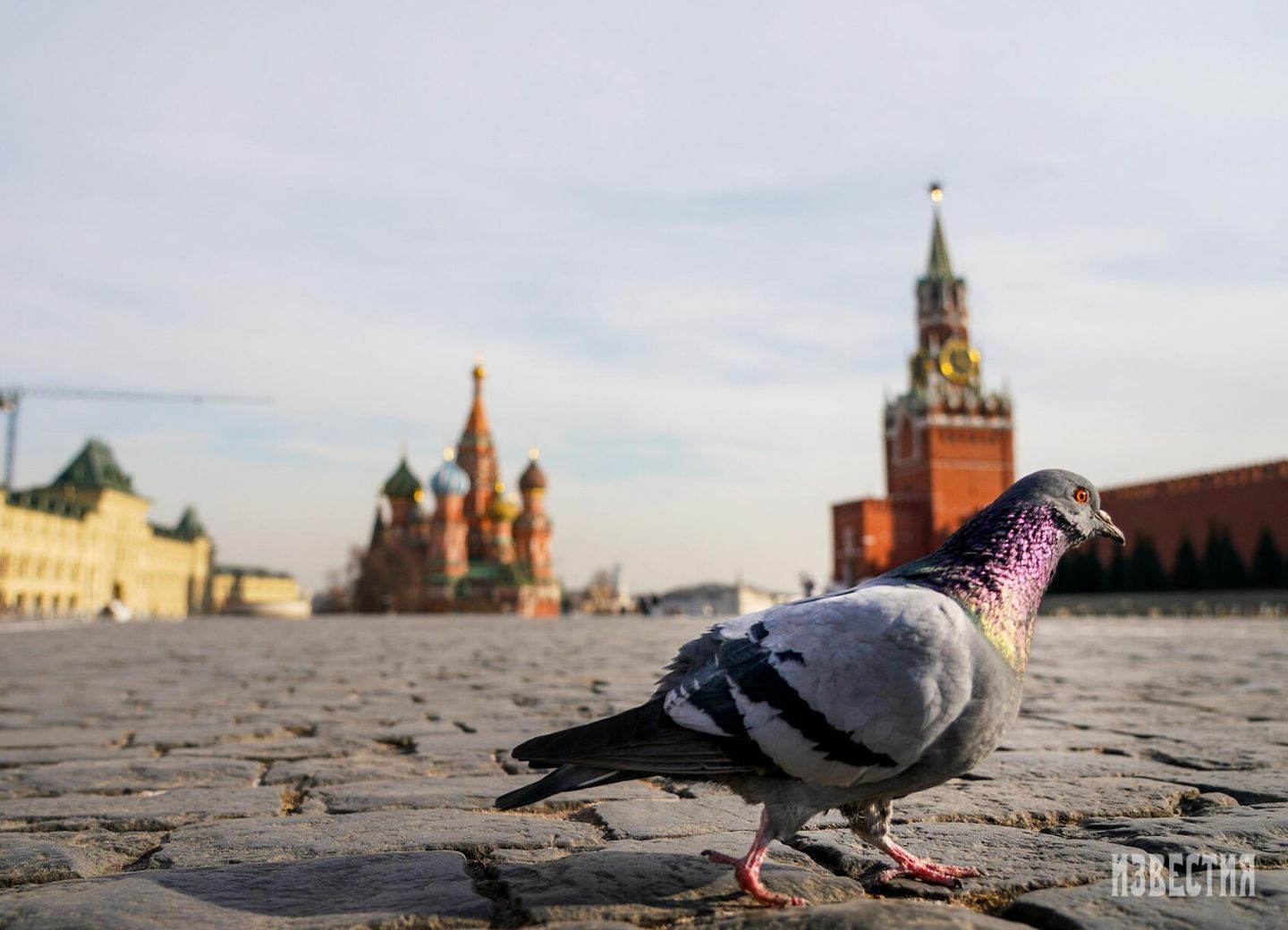ВОЗ не исключает возврата карантинных мер в России  