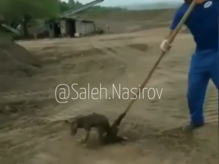 В Азербайджане живодеры пытались отрубить хвост лисе лопатой - ВИДЕО