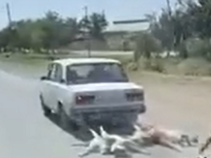 Мертвые собаки, привязанные к машине: чудовищная жестокость в одном из регионов Азербайджана - ВИДЕО