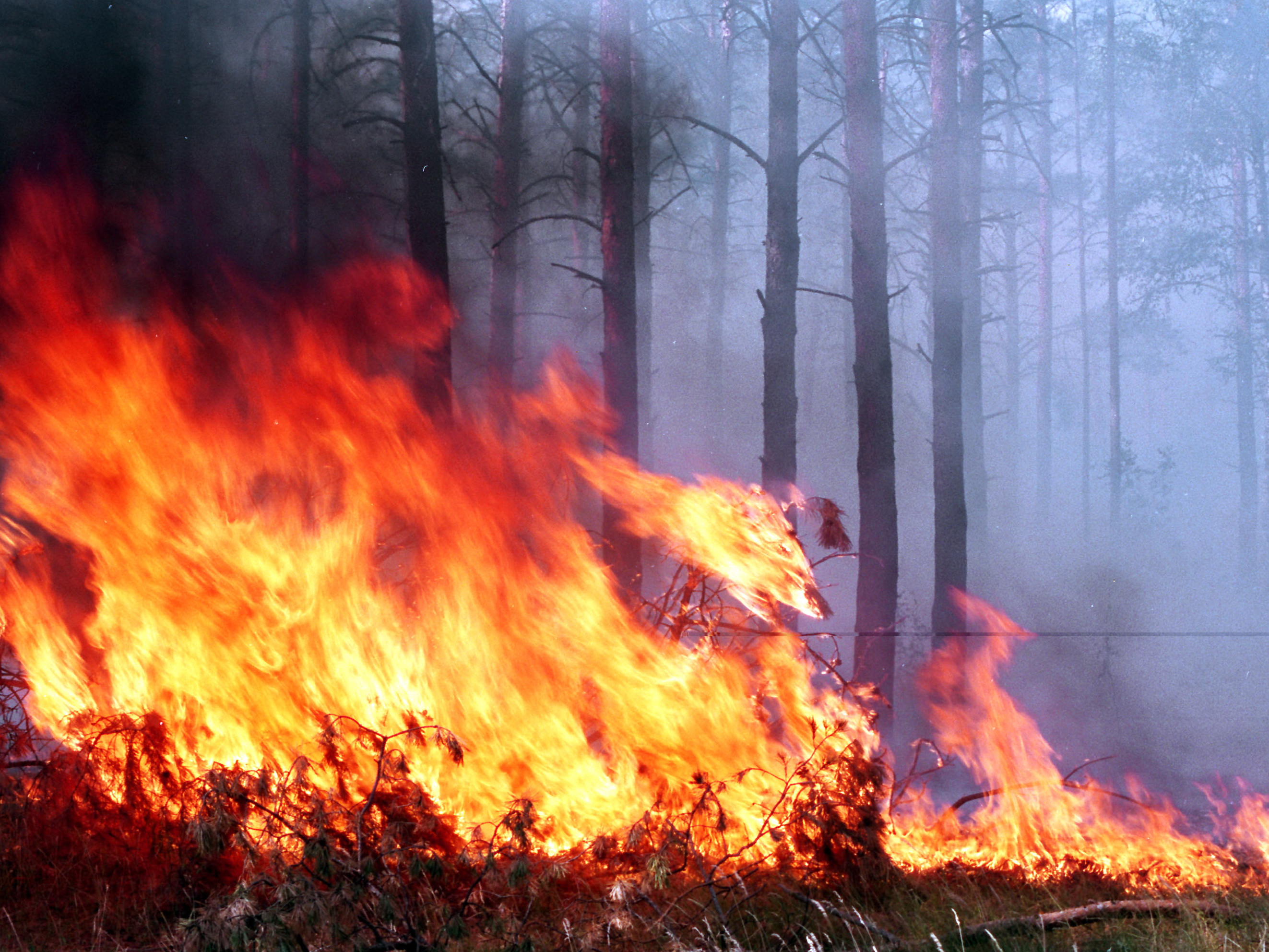 ВС Армении обстреляли территорию Дашкесанского района – вспыхнул лесной пожар