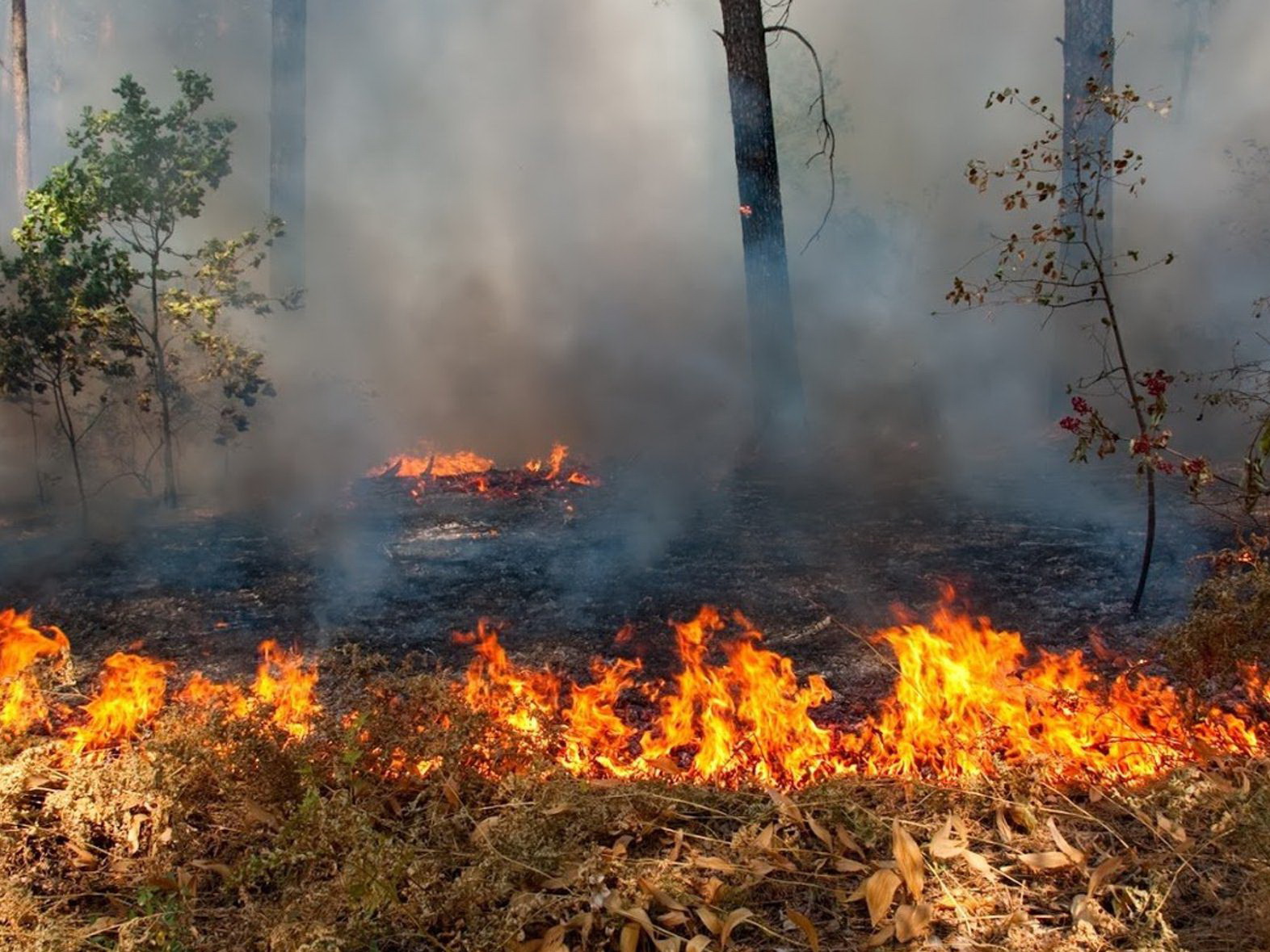 МЧС: Армения подвергла обстрелу Гёйгёльский район, в лесу возник пожар