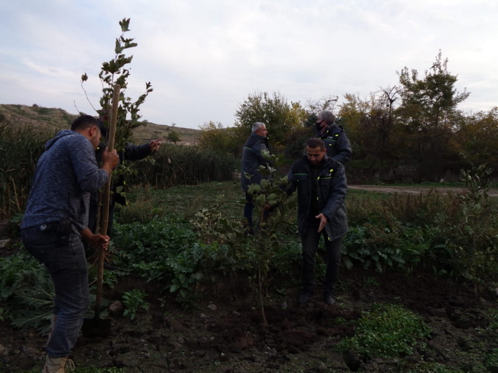 В освобожденном от оккупации селе Гаргабазар Физулинского района посажены восточные чинары – ФОТО