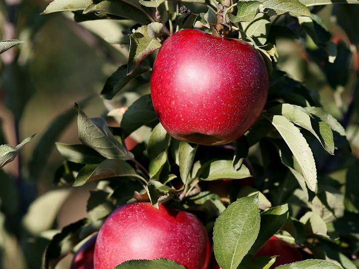 Россельхознадзор частично отменил ограничения на ввоз яблок из Азербайджана