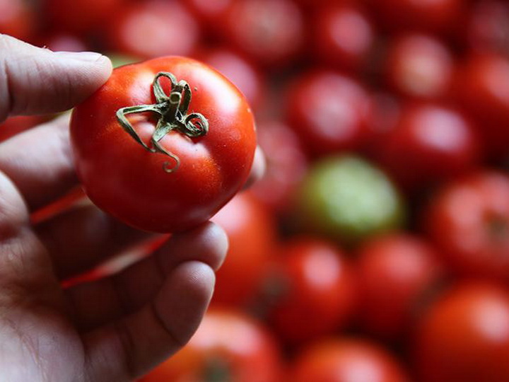 С 1 января снимаются ограничения на поставку томатов в РФ еще с 15 предприятий Азербайджана