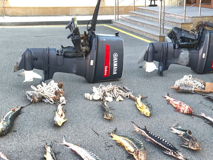 МВД: У задержанных браконьеров изъято 64 осетра и два лосося – ФОТО