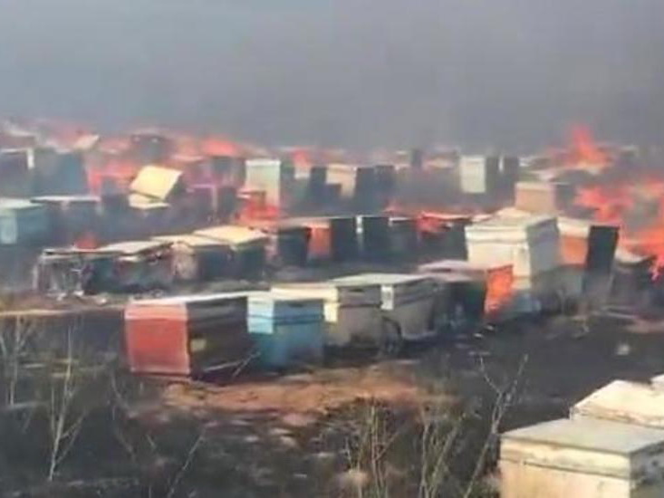 Армяне сожгли сотни ульев с пчелами, прежде чем покинуть Кяльбаджар - ВИДЕО