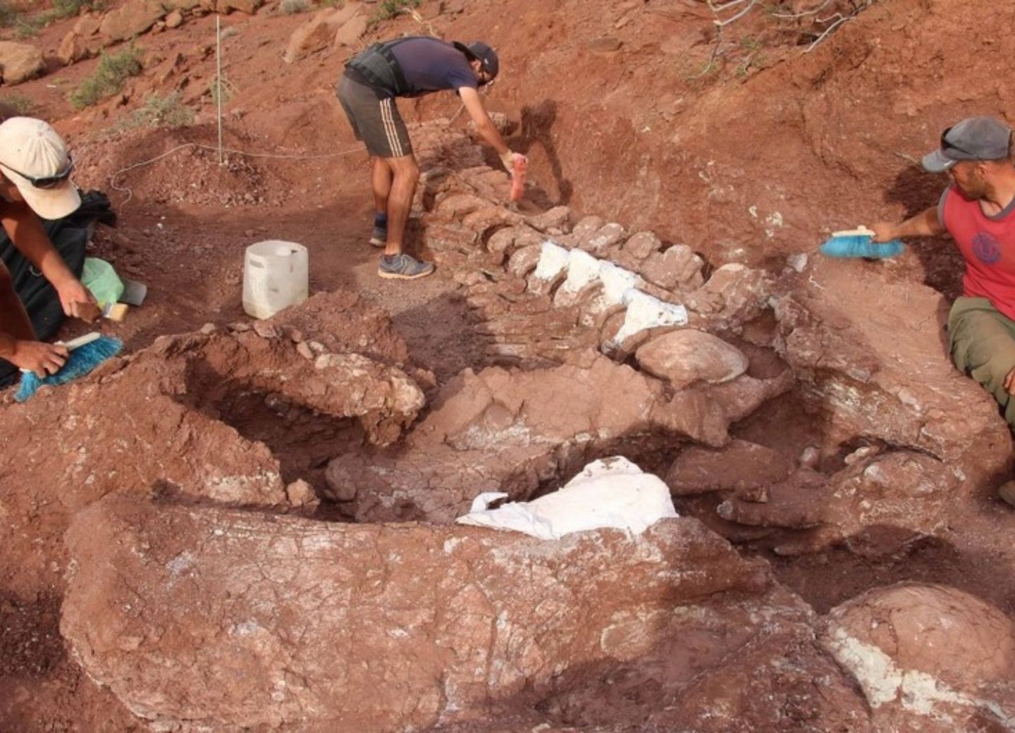 Ученые нашли останки самого большого динозавра