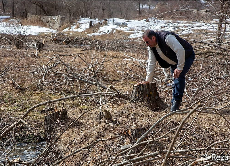 Фотограф Реза Дегати показал, что армянские вандалы сделали с деревьями в Кяльбаджаре – ФОТО