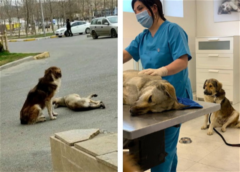 «Он не отходил от своей подруги, которую сбила машина…» Трогательная история бродячих собак в Баку – ФОТО – ВИДЕО