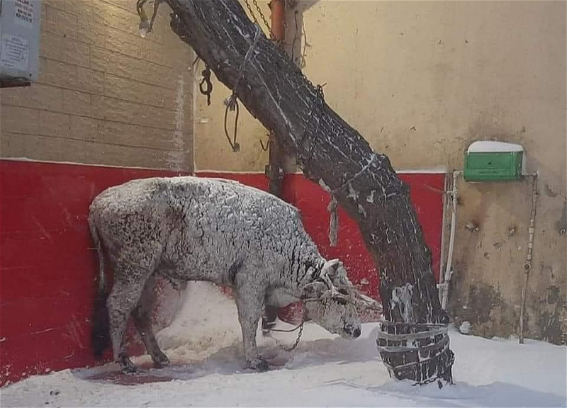 Замерзая заживо на привязи: кто в ответе за мучения животного в центре Баку? – ФОТО
