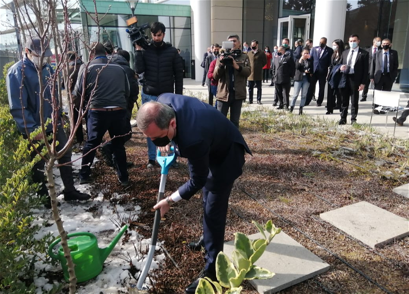 Во дворе Университета АДА посажено миндальное дерево - символ Ходжалинской трагедии - ФОТО