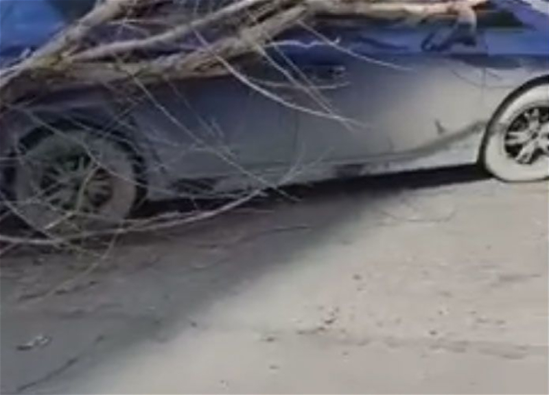 В Баку сильный ветер повалил дерево, которое упало на автомобиль