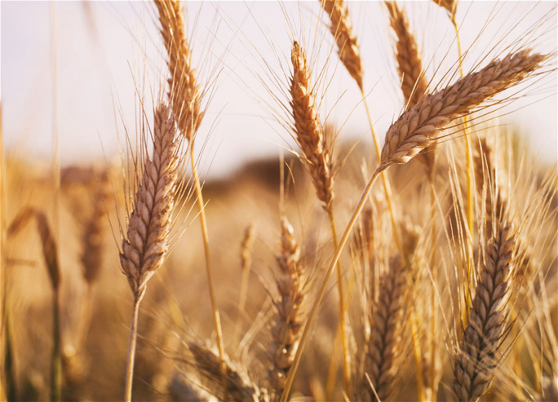 В Азербайджане на 3 года освобождаются от налогов импорт и продажа пшеницы