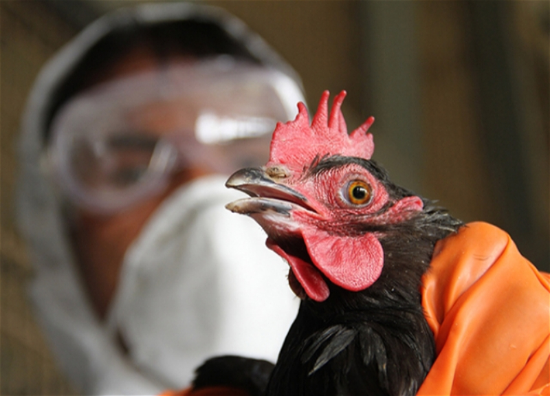 Роспотребнадзор заявил об опасности нового типа вируса птичьего гриппа