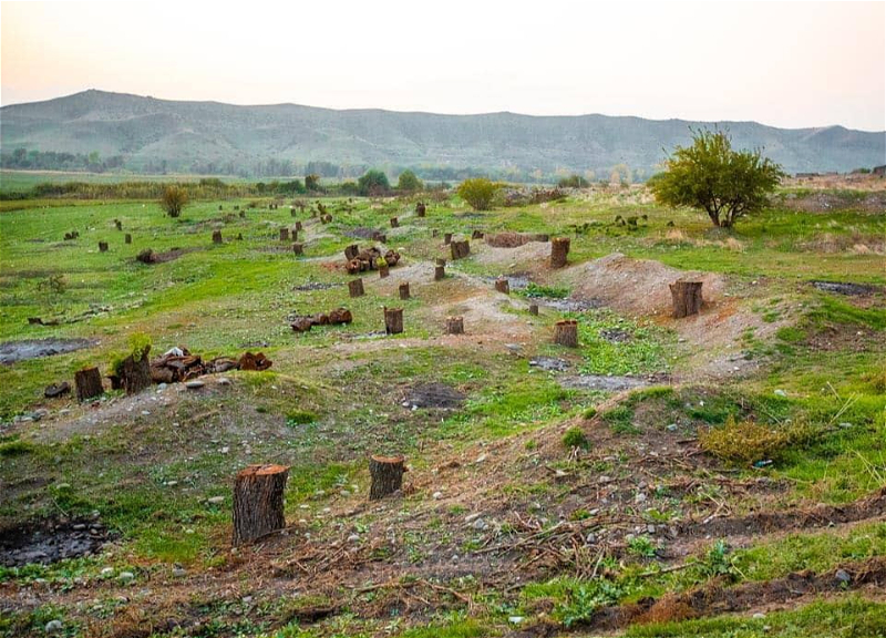 Армяне уничтожили лесной фонд Карабаха – Замминистра