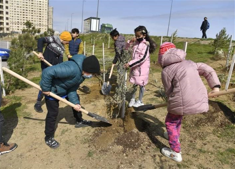 Акция Минэкологии и Агентства развития медиа: В Баку посадили больше 400 деревьев - ФОТО