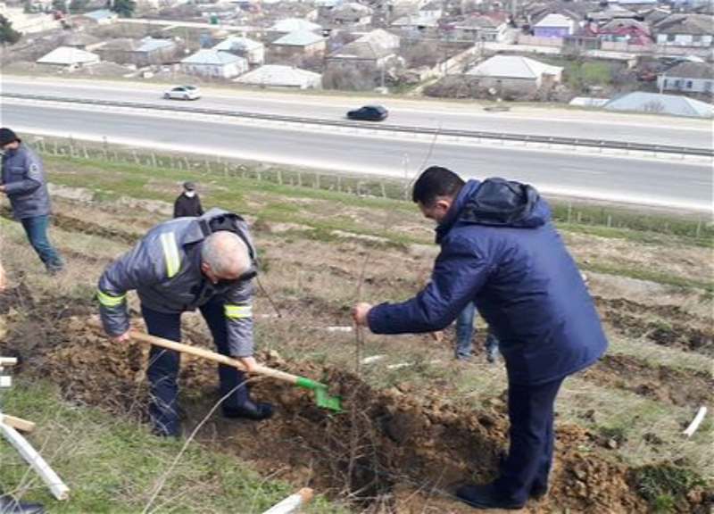 За последние три дня в Азербайджане посадили более 40 тысяч деревьев - ФОТО