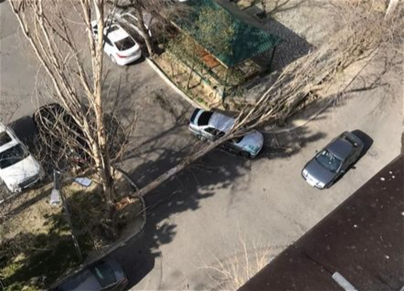 В Баку упавшее дерево расплющило автомобиль - ФОТО