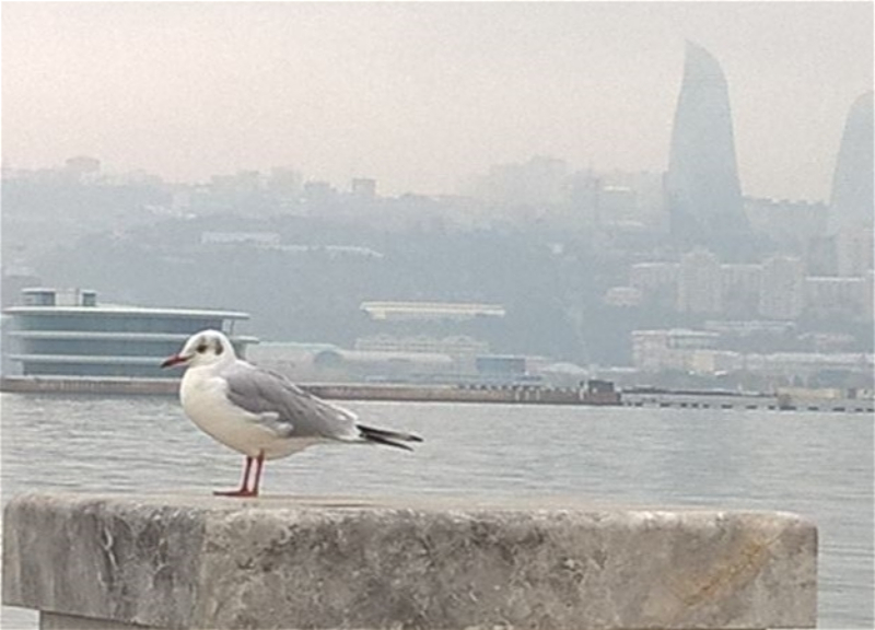 Баку накрыл пыльный смог и туман: Норма значительно превышена