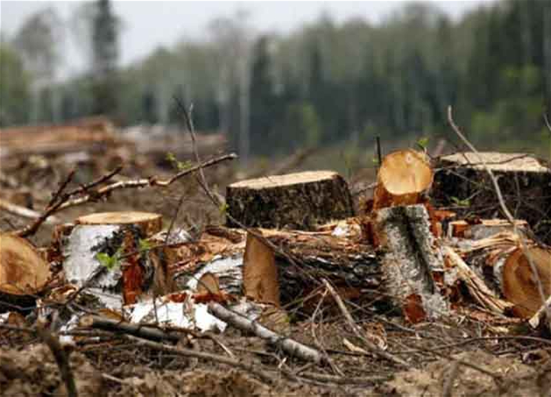 Минэкологии обратилось в Генпрокуратуру в связи с вырубкой деревьев под стройку