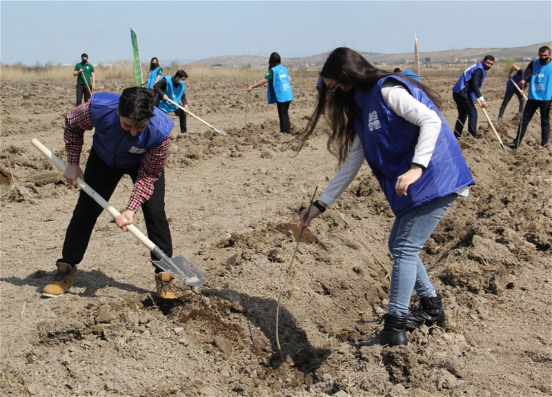 Замминистра: В течение года в Карабахе планируется посадить миллион деревьев