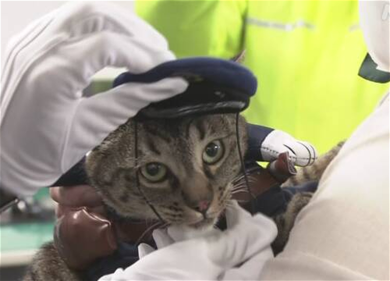 В Японии кошка стала начальником полиции — она помогла спасти человека – ВИДЕО
