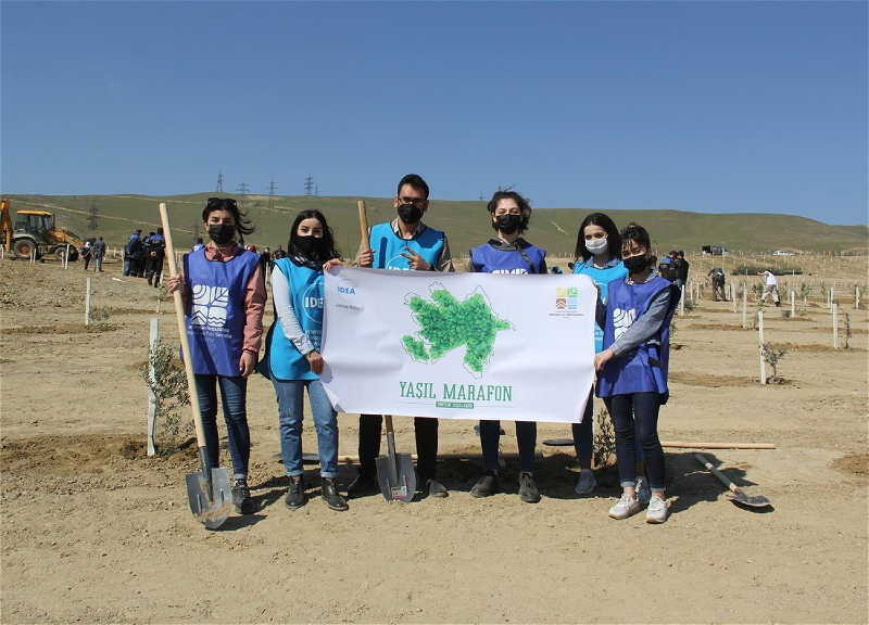 В поселке Ходжасан в рамках «Зеленого марафона» посажено 500 деревьев - ФОТО